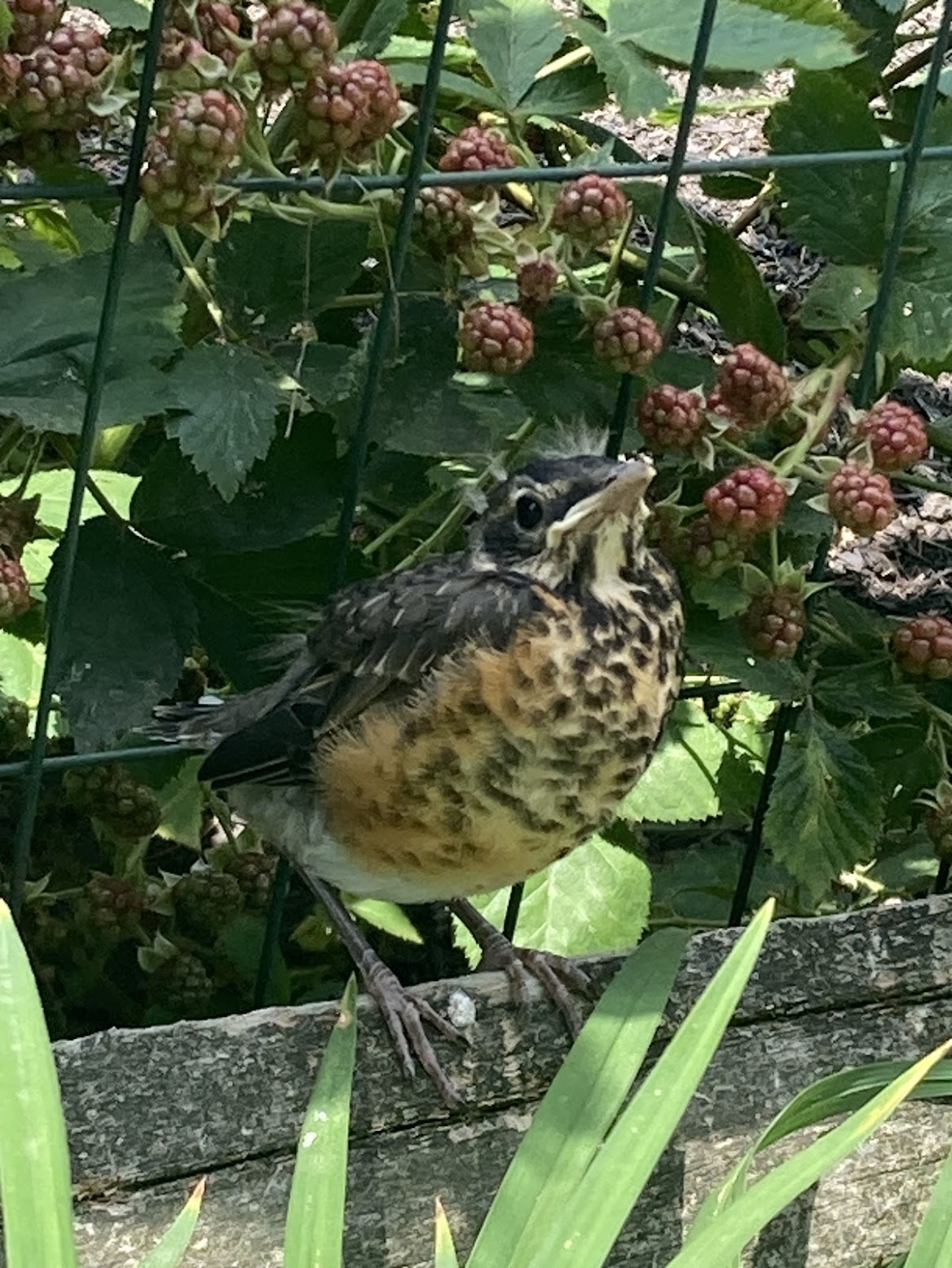 A juvenile robin in front of some unripe blackberries.
